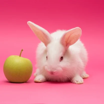 Can rabbits eat apple?