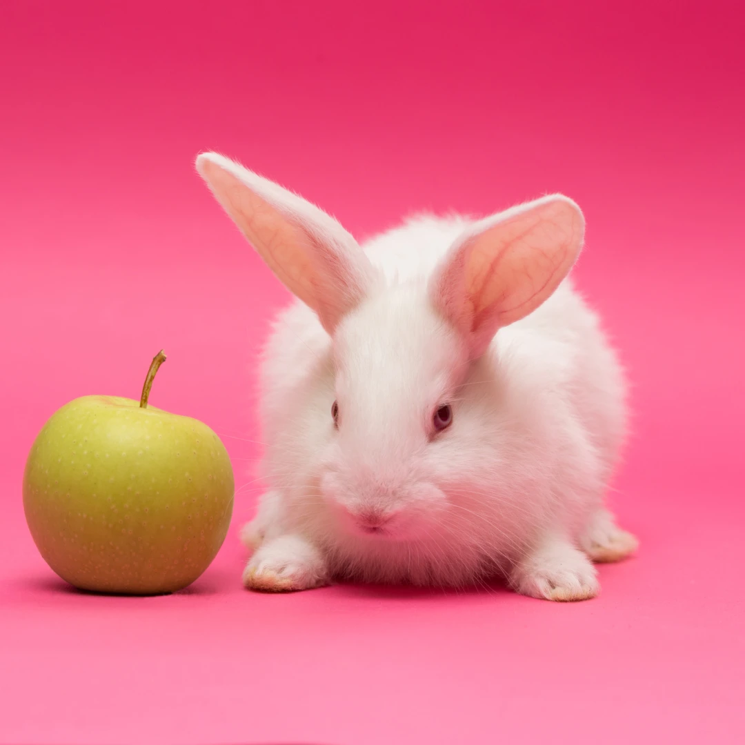 Can Rabbits Eat Apples? Are Peels, Cores & Seeds Safe?