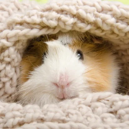 Do guinea pigs hibernate?