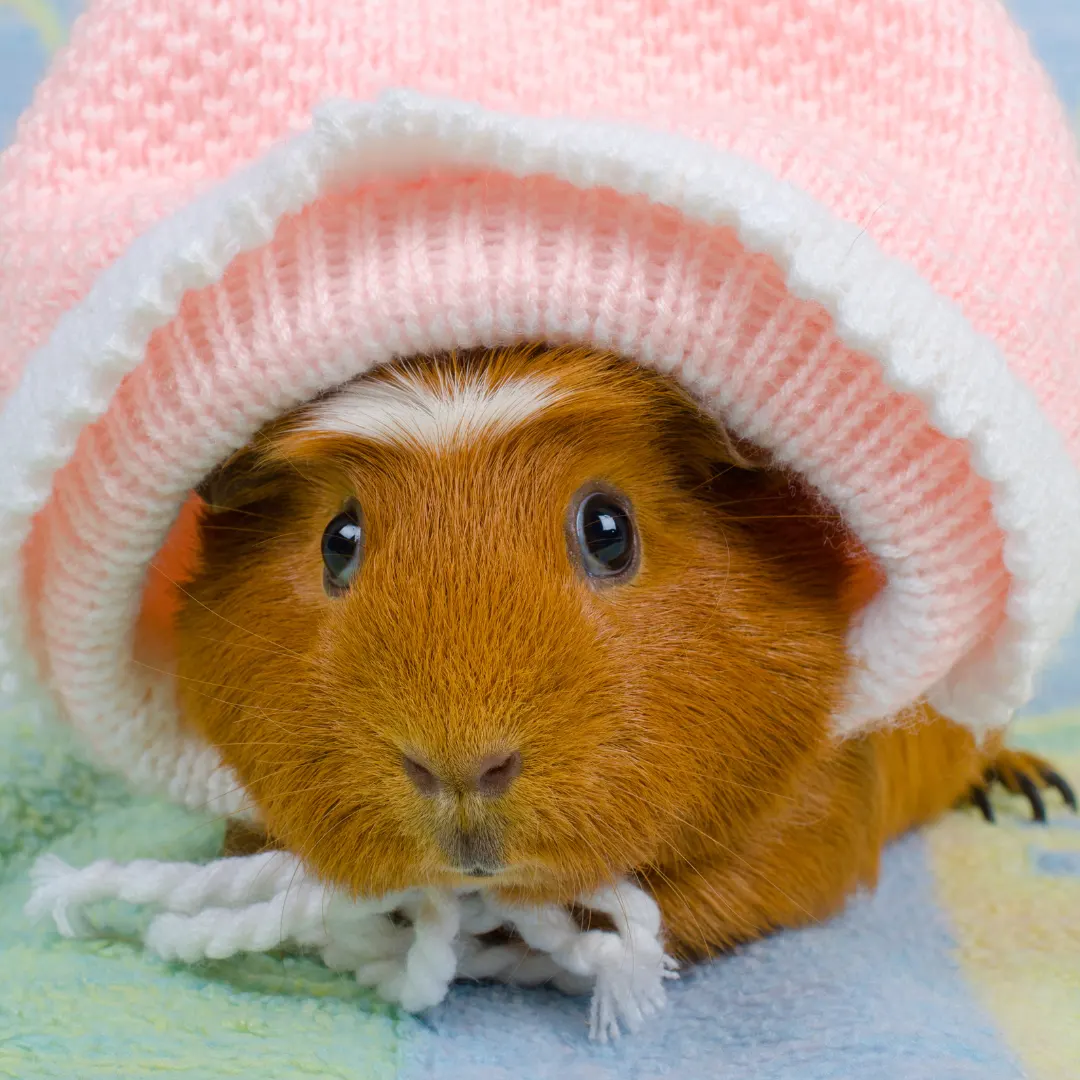 Do guinea pigs hibernate? Piggy inside a sock