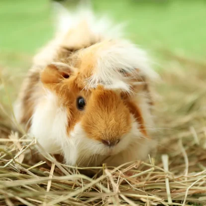 Best hay for guinea pigs