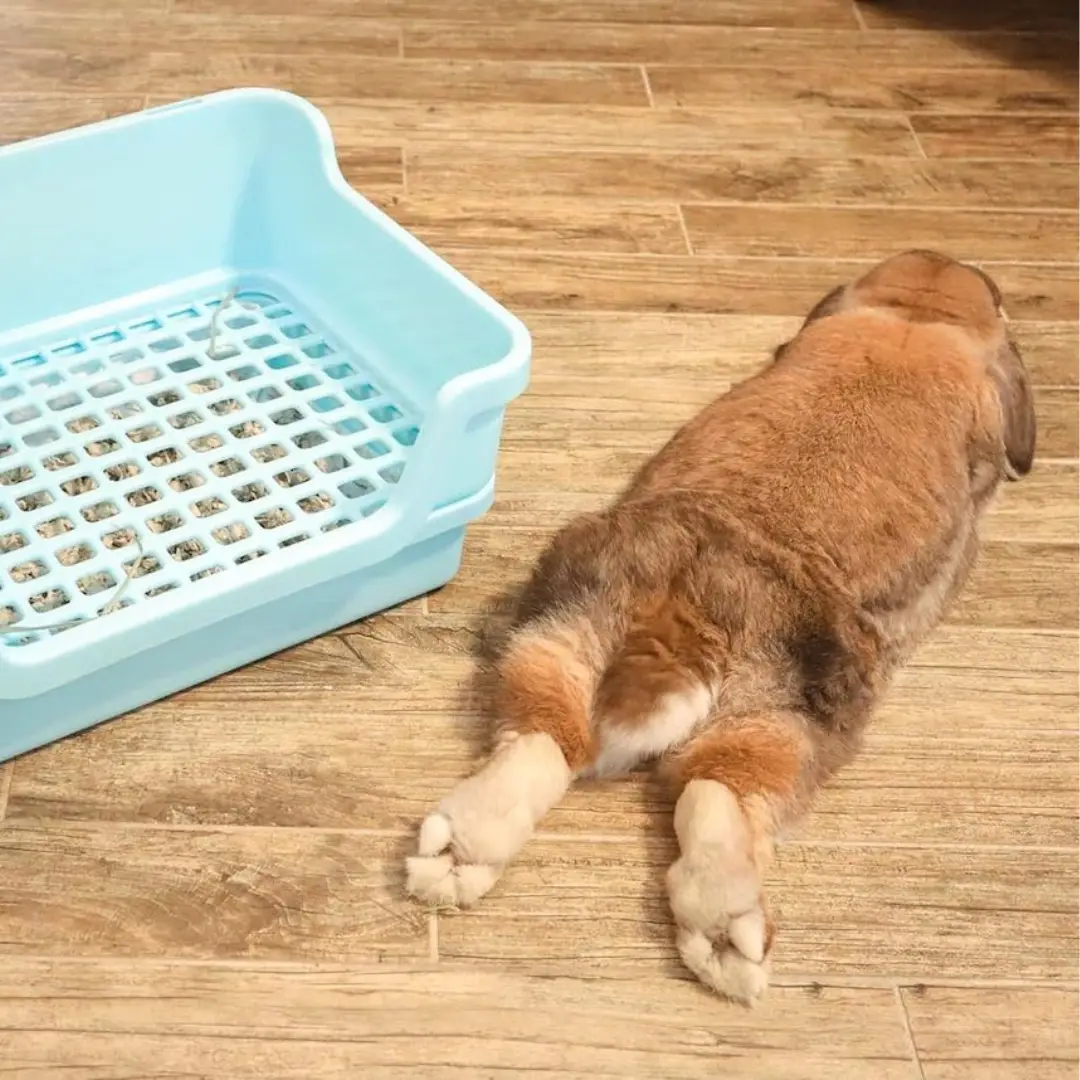 Are rabbits good pets? A rabbit laying down near a litter box