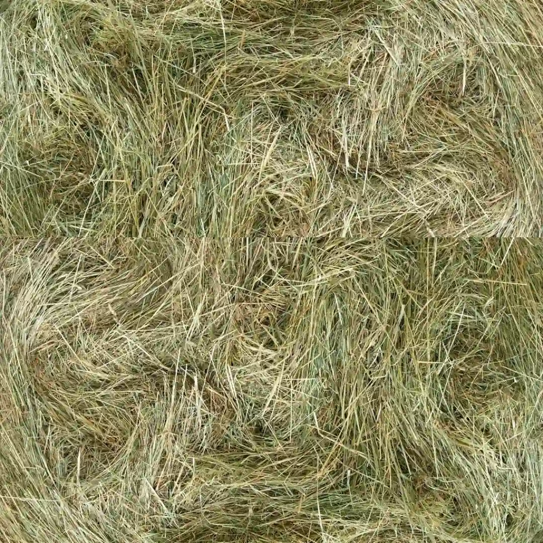 Best hay for guinea pigs: Meadow Hay