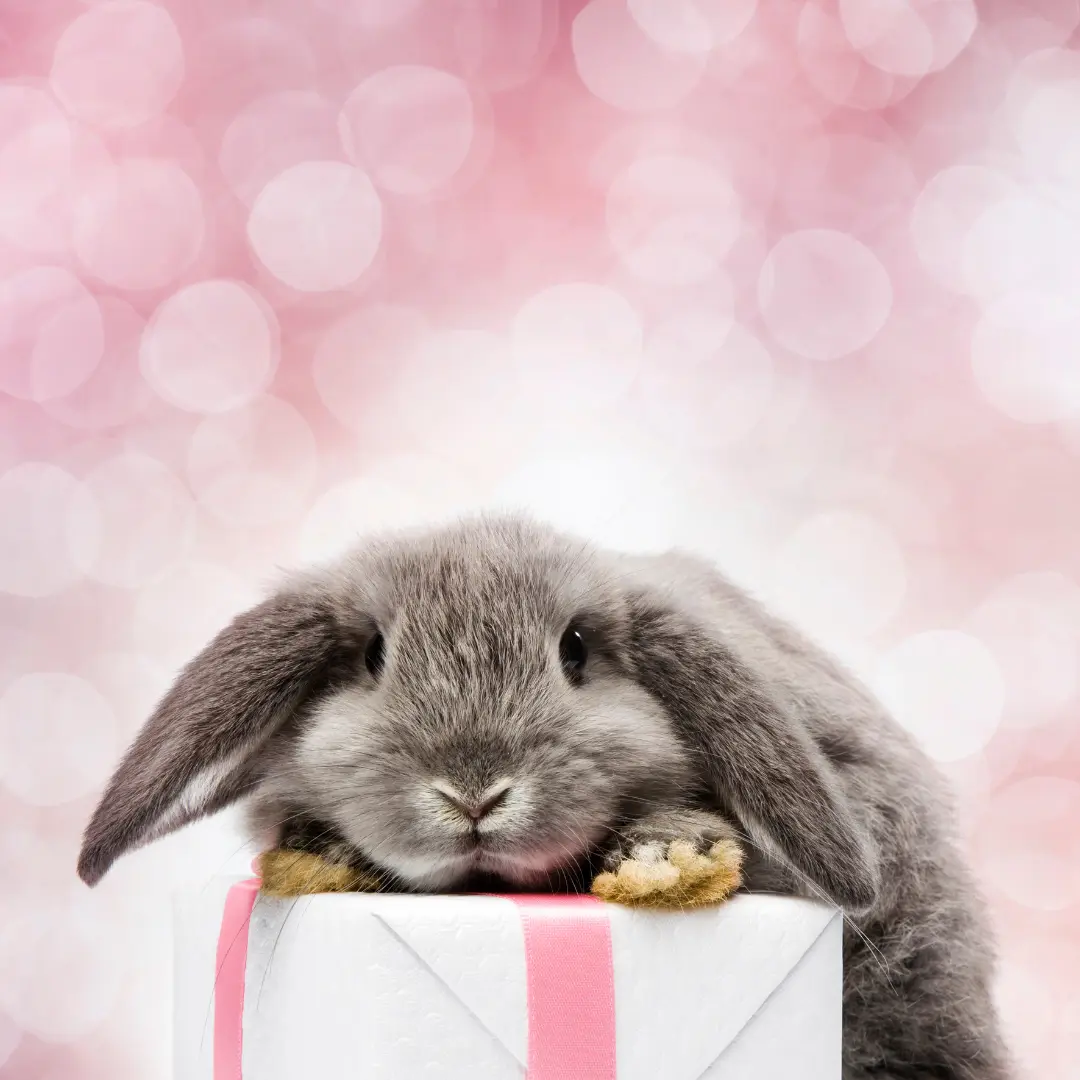 Are rabbits good pets? A rabbit on a gift-wrapped box