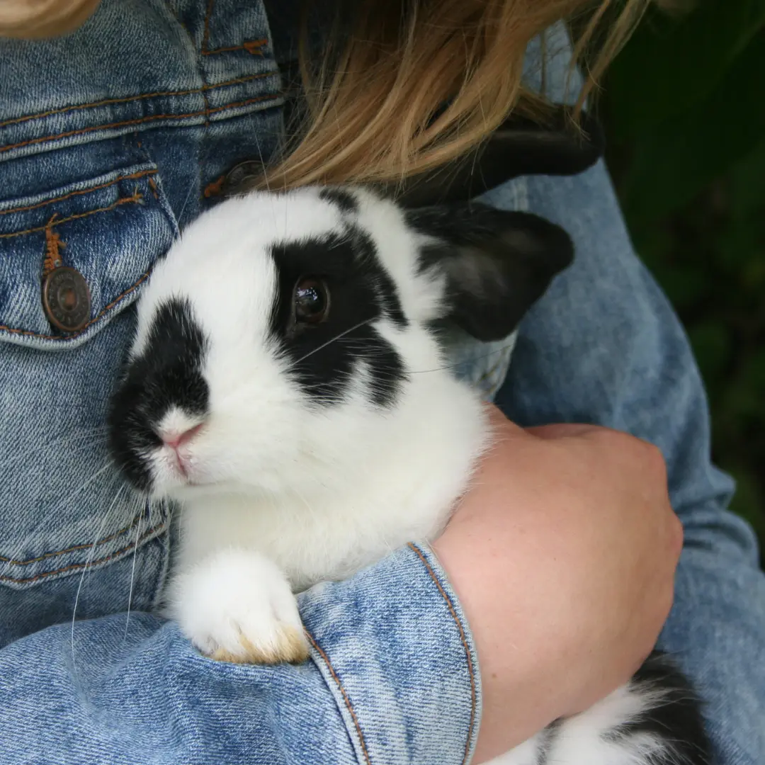 Are rabbits good pets? A rabbit in the arms of a laddy
