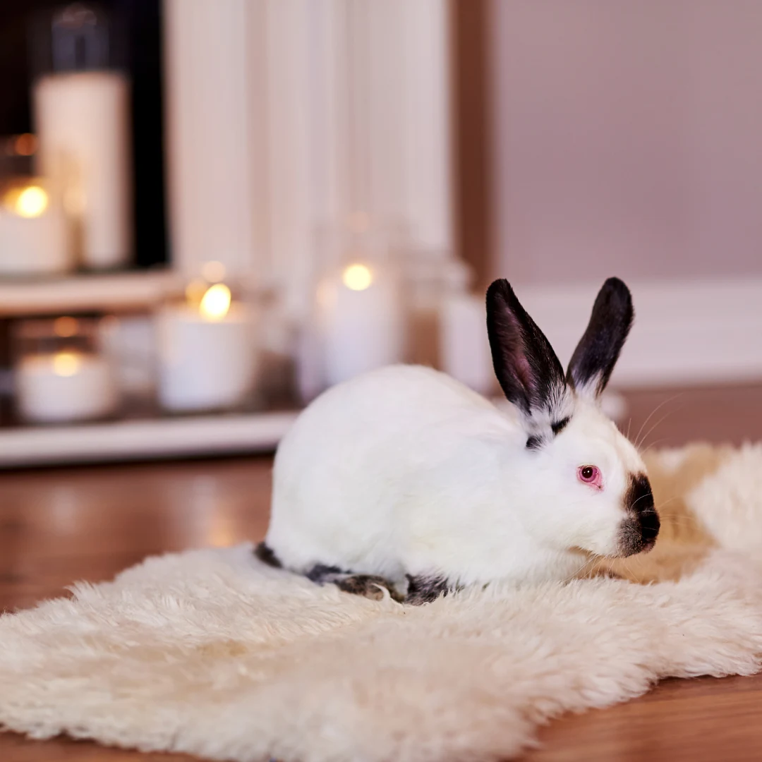 Are rabbits good pets? A rabbit on a carpet