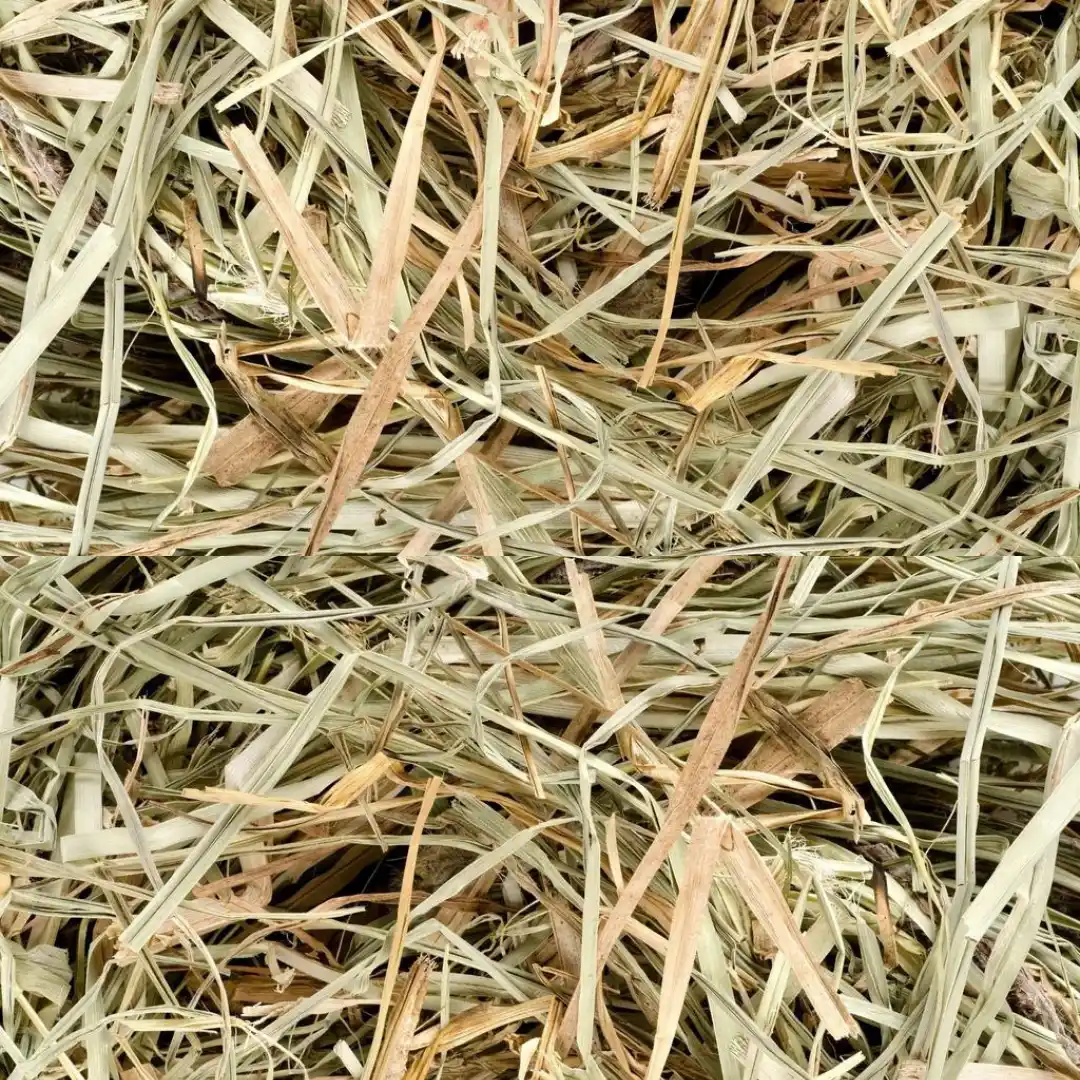 Best hay for guinea pigs: Timothy Hay