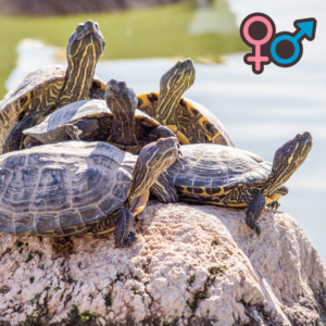 How to Tell If a Turtle is Male or Female: Unlocking the Shell Mystery
