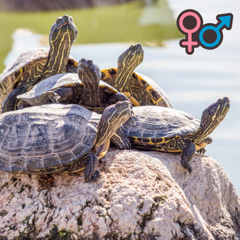 How to tell if a turtle is male or female
