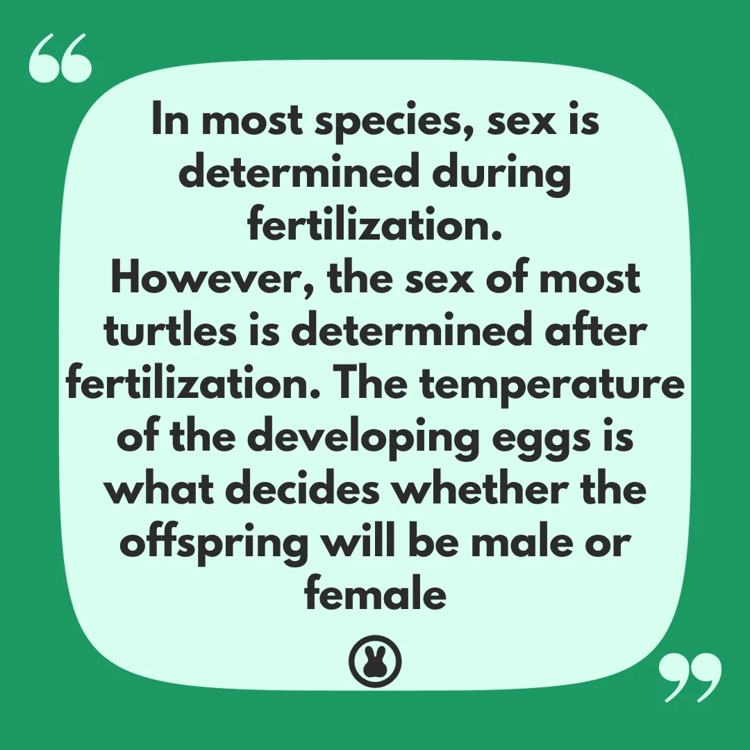 How to tell if a turtle is male or female - Sex determination in turtles quote