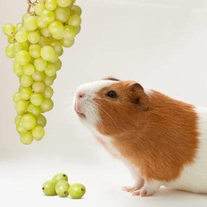 Can guinea pigs eat grapes? Guinea pig staring at green grapes