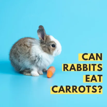 Can rabbits eat carrots? Rabbit and a carrot