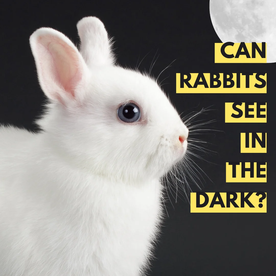 Can rabbits see in the dark: rabbit in the night