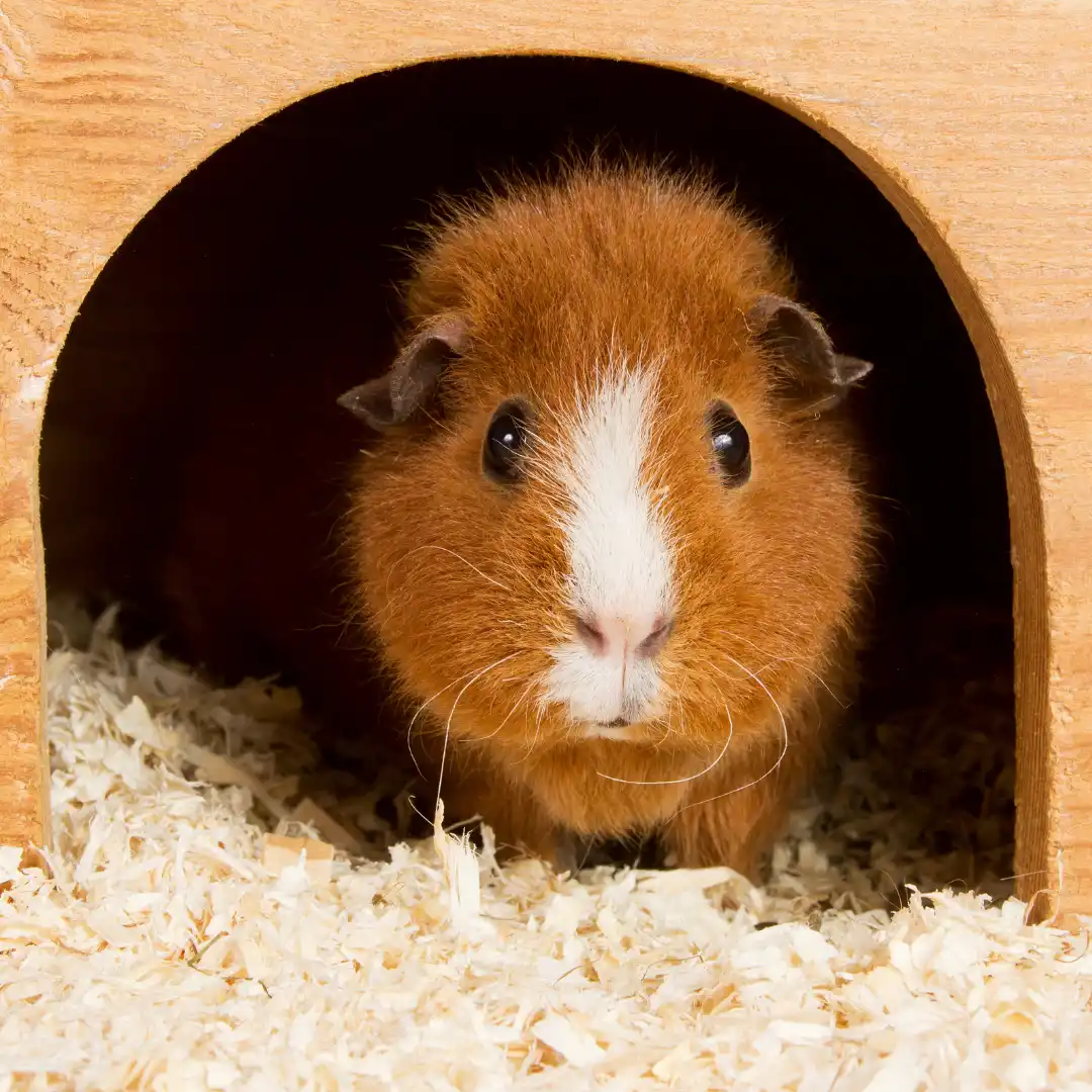 Are guinea pigs nocturnal? Guinea pigs love to burrow
