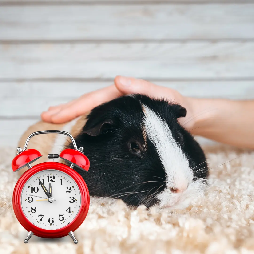 Are guinea pigs nocturnal? Guinea pig sleeping schedule