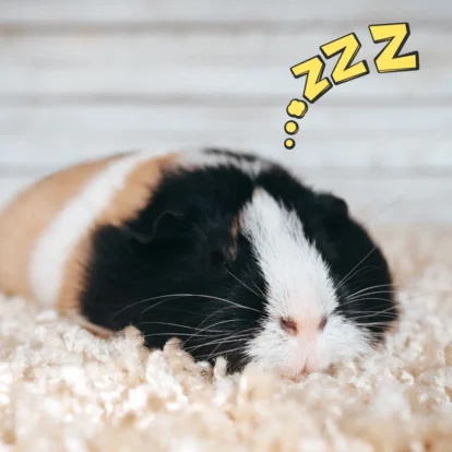 Are guinea pigs nocturnal? Guinea pig sleeping