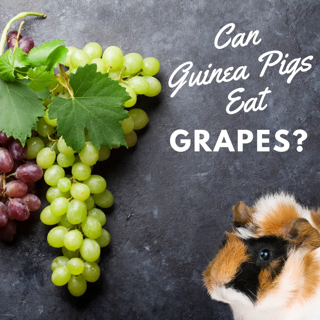 Can guinea pig eat grapes? A guinea pig in a whiteboard with grapes