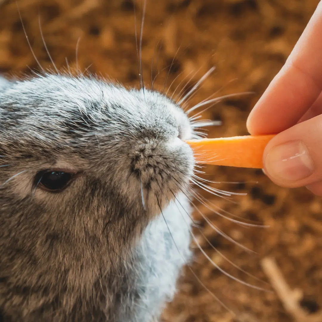 Can rabbits eat carrots? Rabbit eating a slice of carrot