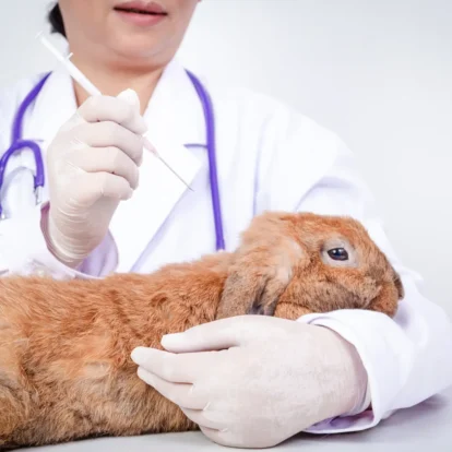 Mites in rabbits - Rabbit vet check