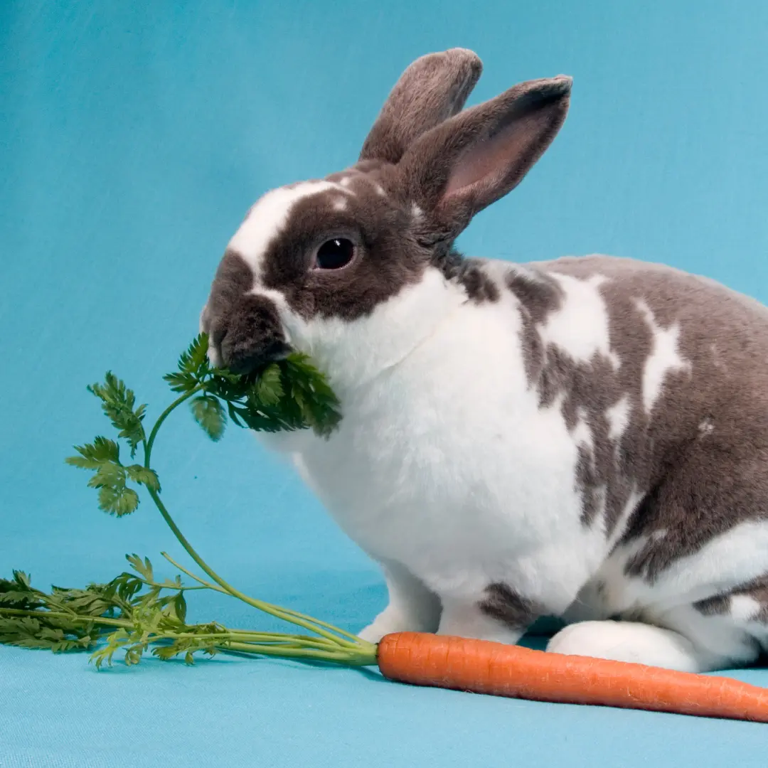 Can rabbits eat carrots? Carrot top