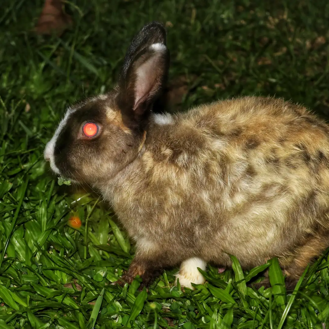 Can rabbits see in the dark? Rabbit in the night with red eyes
