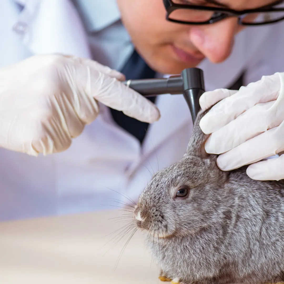 Ear mites in rabbits: vet check