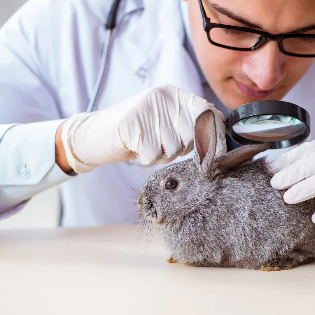 Fur mites in rabbits - Vet check