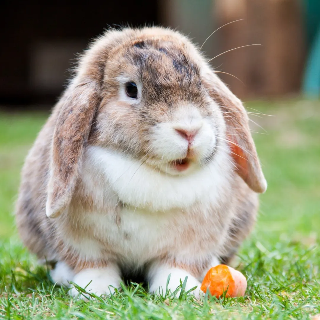 Are rabbits rodents? Rabbit with a carrot