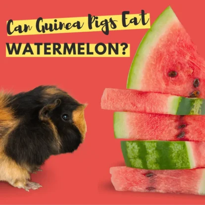 Can guinea pigs eat watermelon? Guinea pig staring at watermelon slices