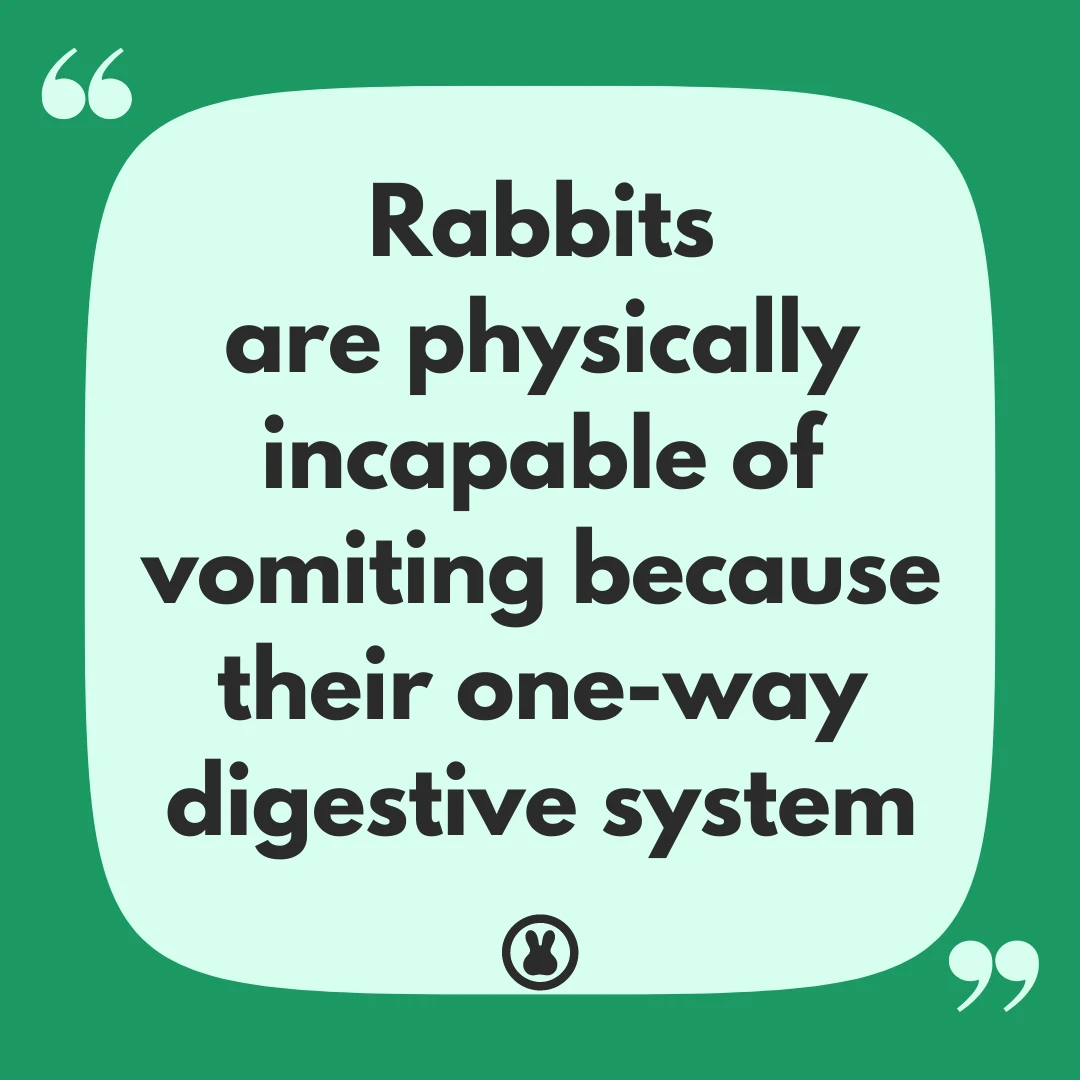 Can rabbits vomit? Rabbits one-way digestive system quote