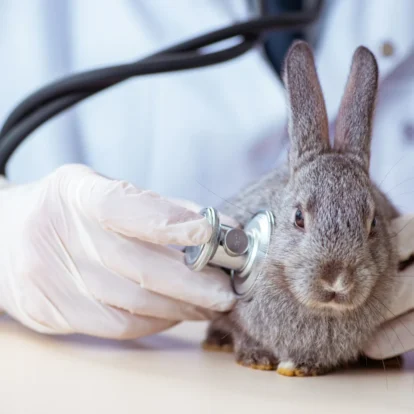 Can rabbits vomit? Rabbit in the vet
