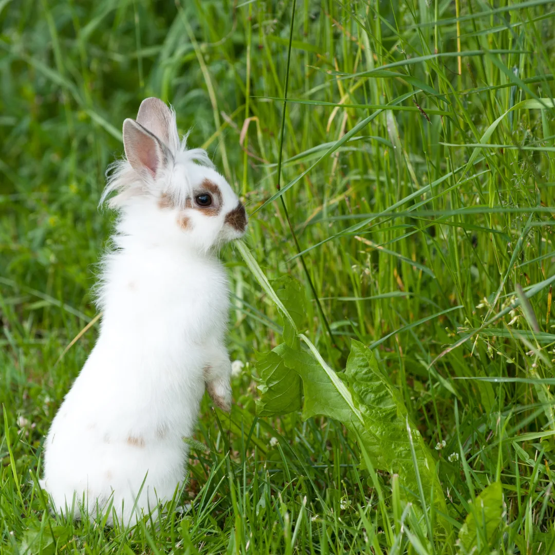 Can rabbits vomit? Rabbit eating plants
