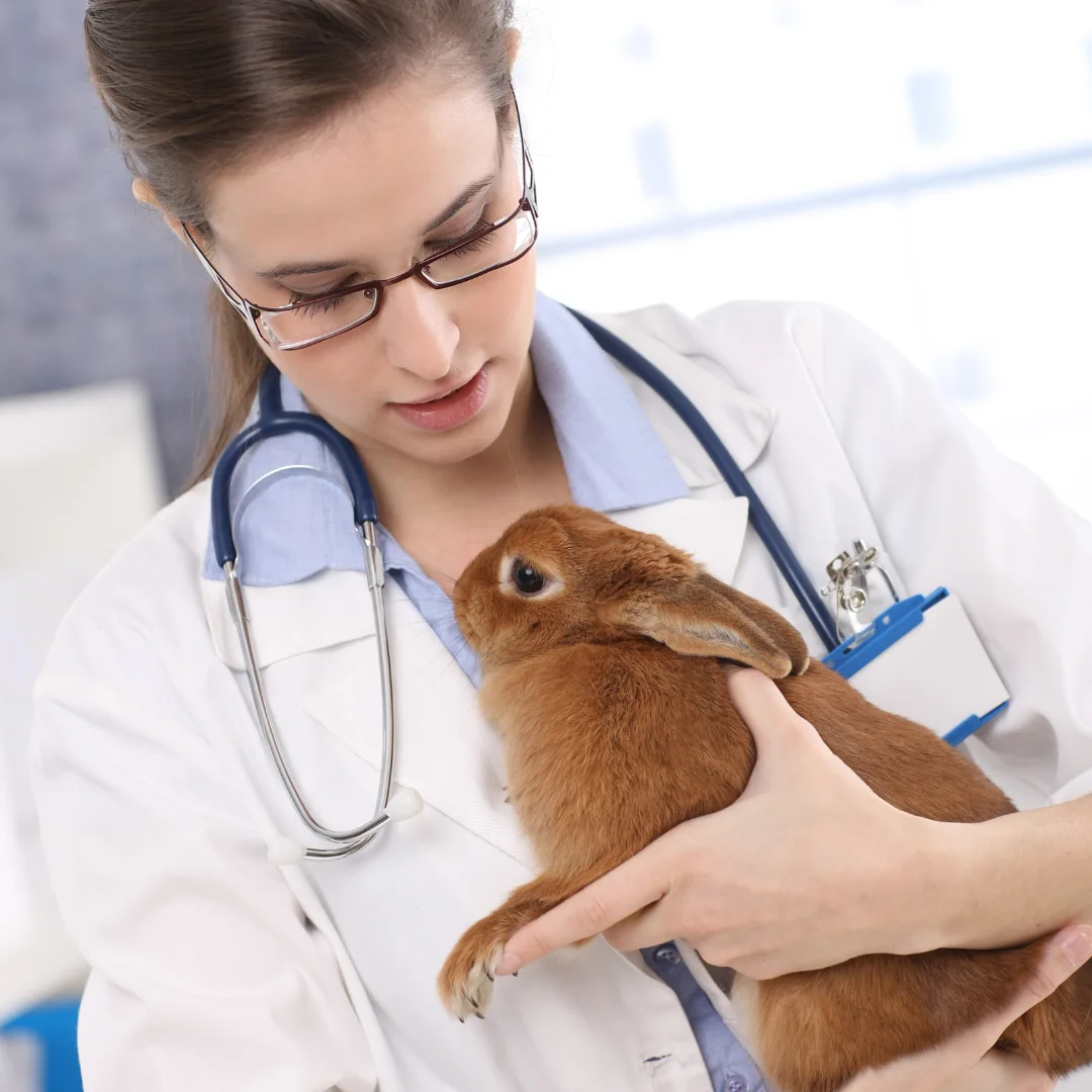 Can rabbits vomit? Rabbit in a vet check
