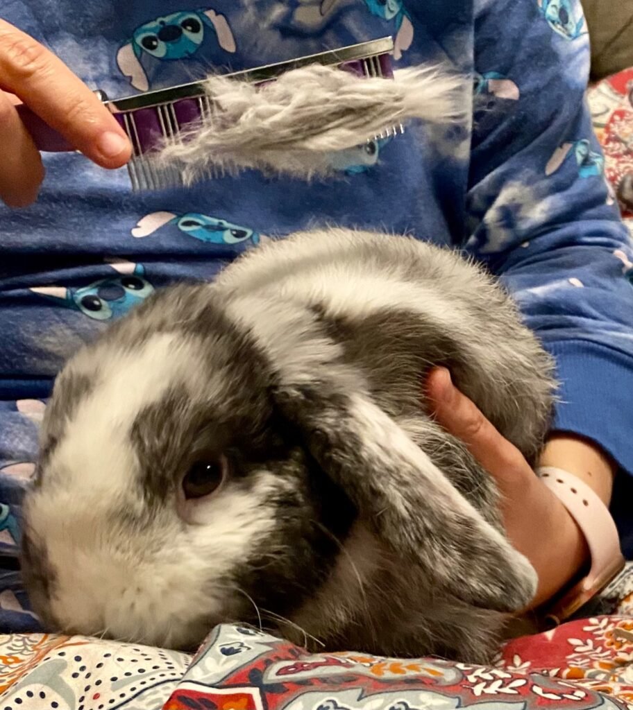 Best brushes for rabbits - Bunny during grooming session