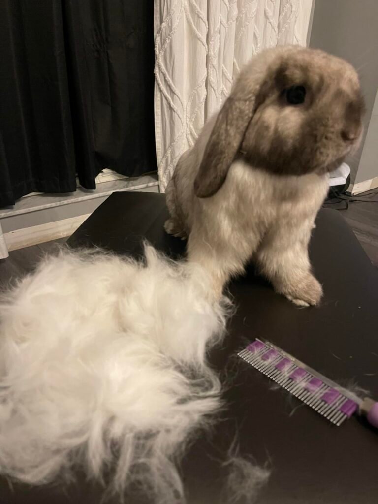 Best brushes for rabbits - Bunny after grooming session