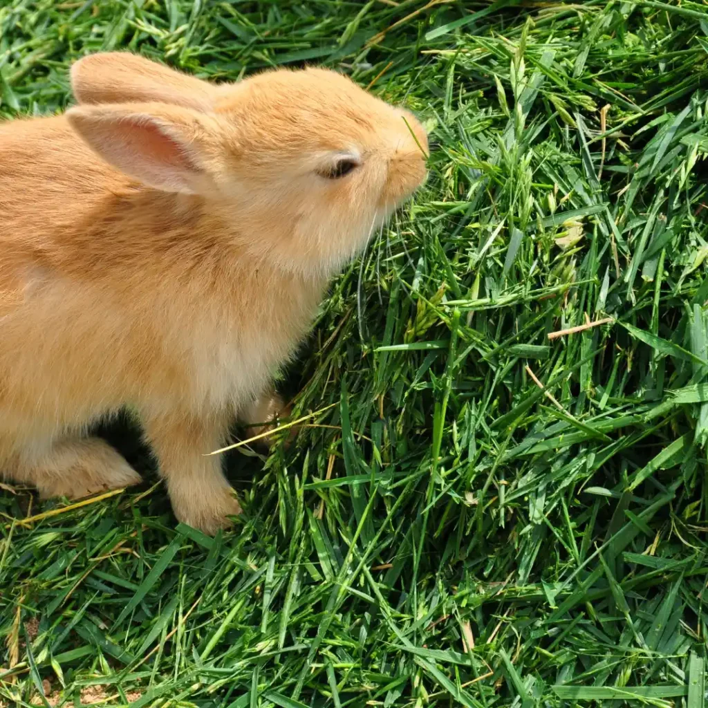 Small Pet Guy - Your cozy hub for small pet care