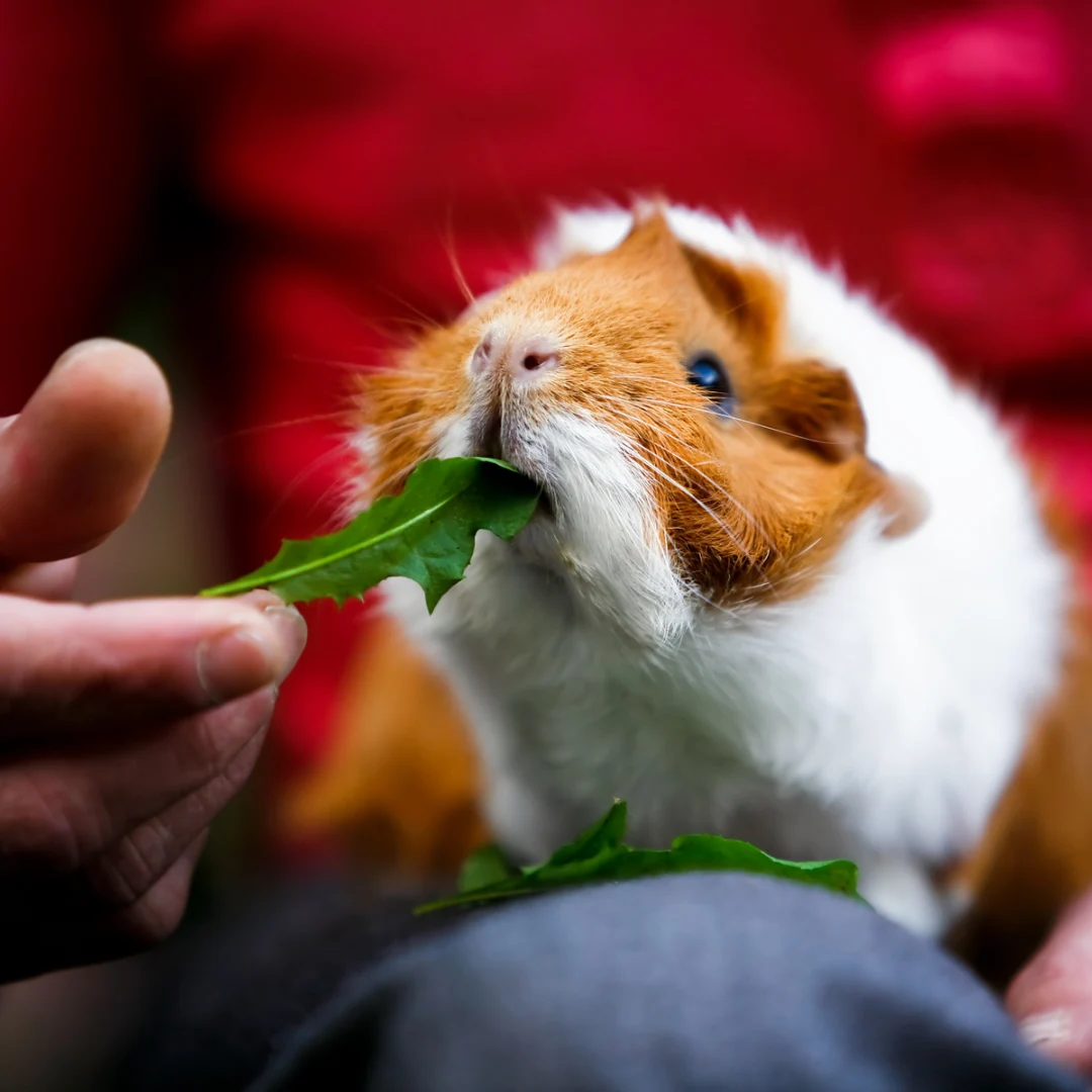 What do guinea pigs eat - Guinea pig eating leafy greens