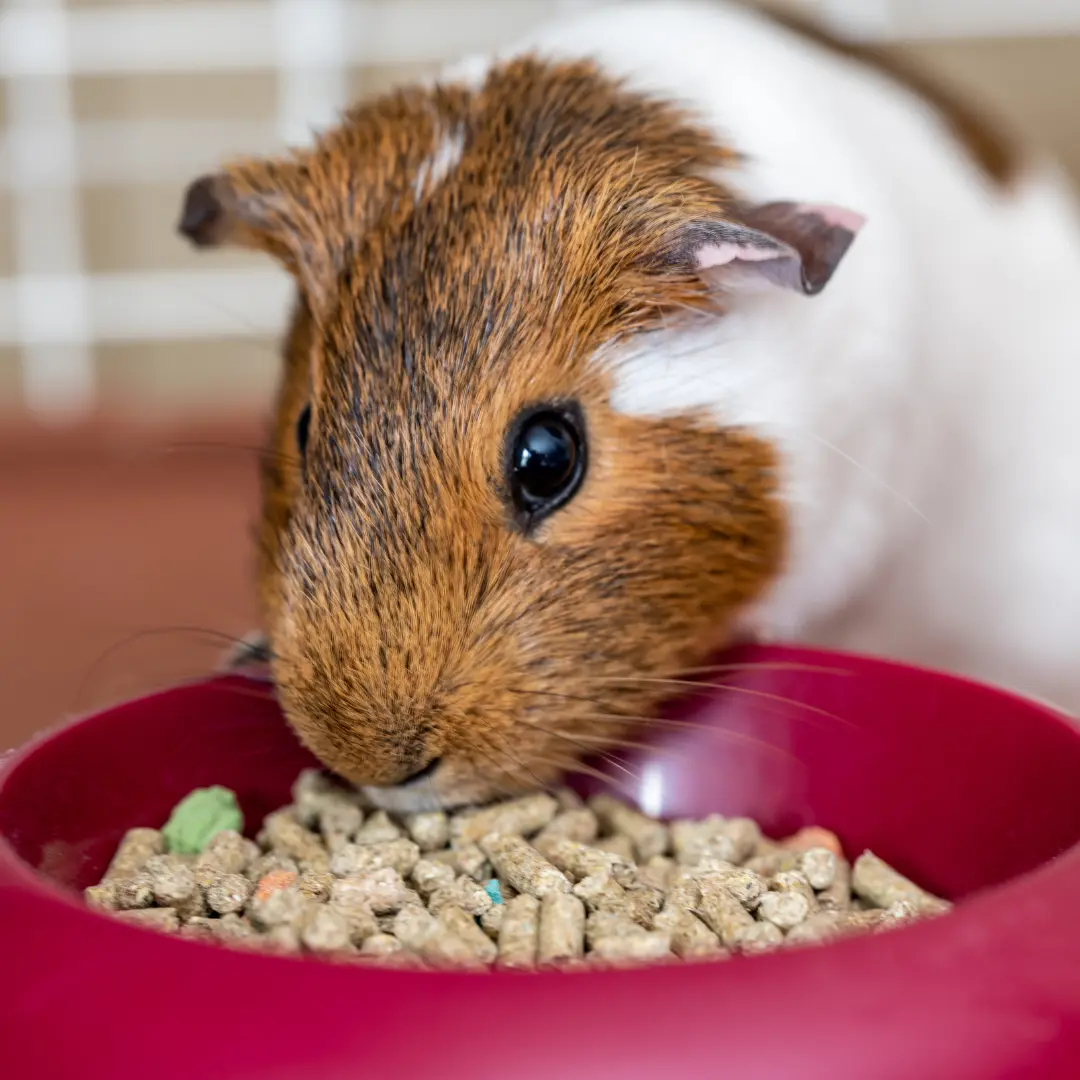What do guinea pigs eat - Guinea pig eating pellets