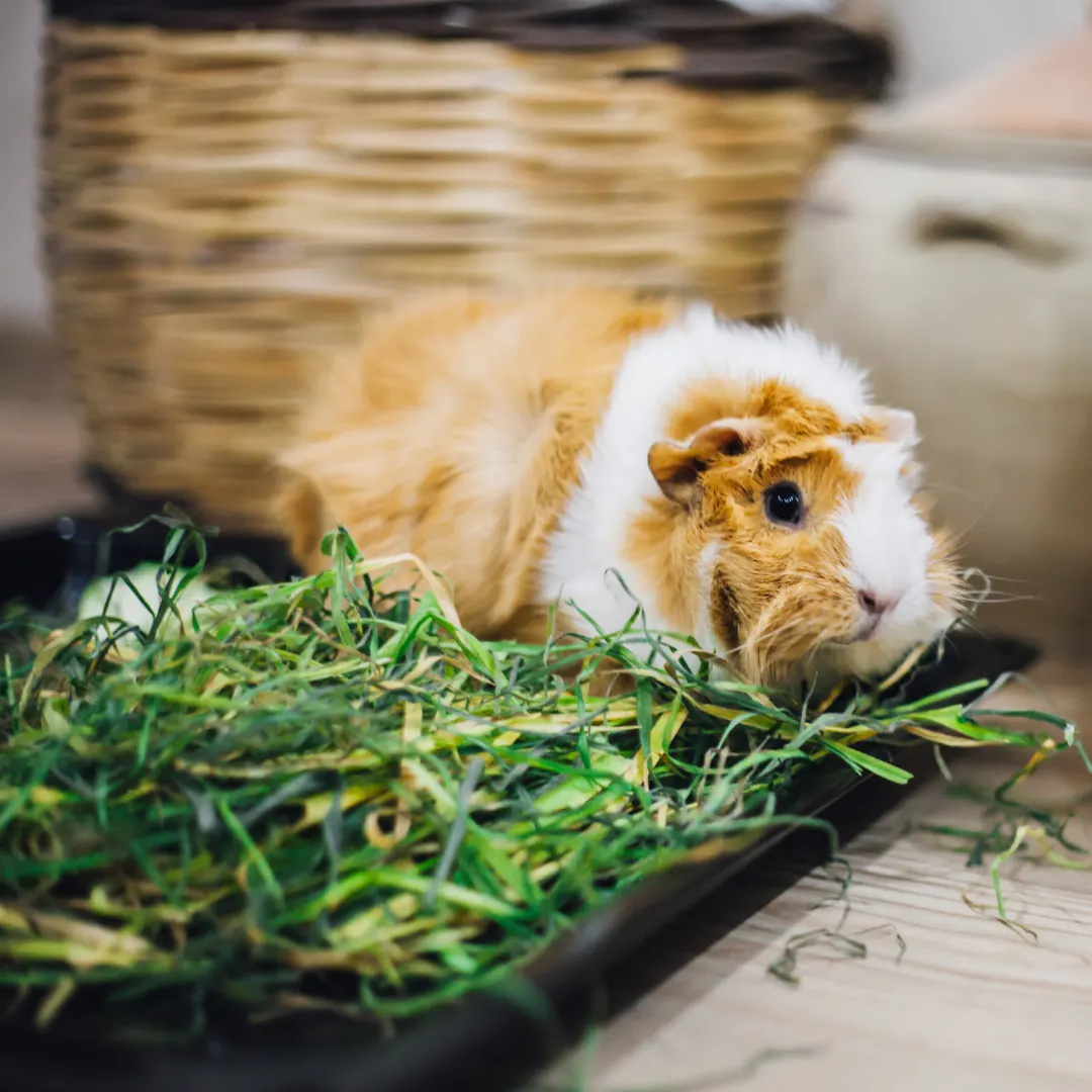 What do guinea pigs eat - Guinea pig with fresh hay