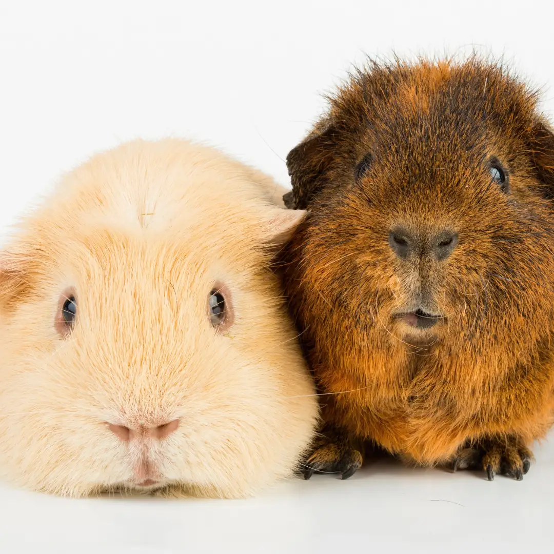 How long do guinea pigs live. Companionship