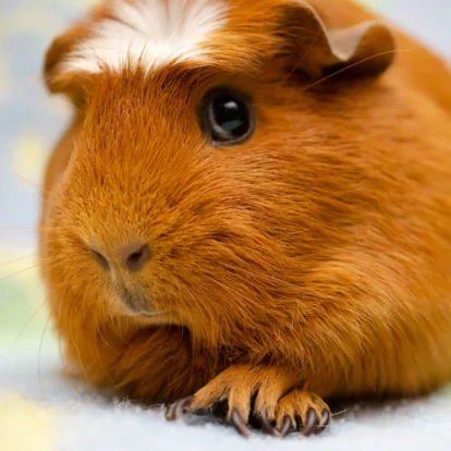How long do guinea pigs live