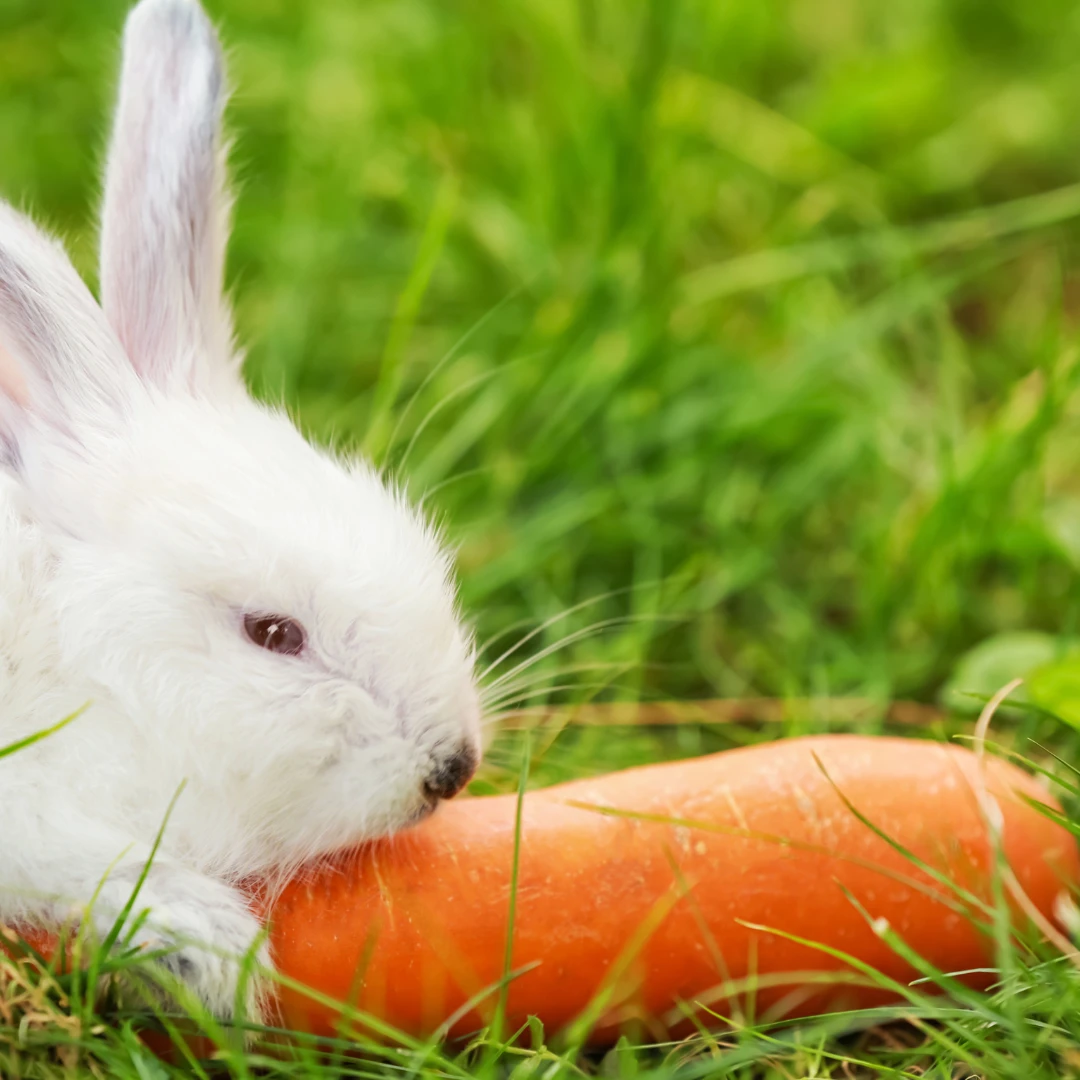 Are rabbits herbivores? Rabbit eating a carrot