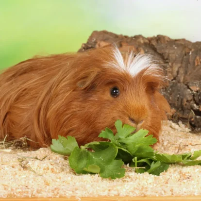 What do guinea pigs eat