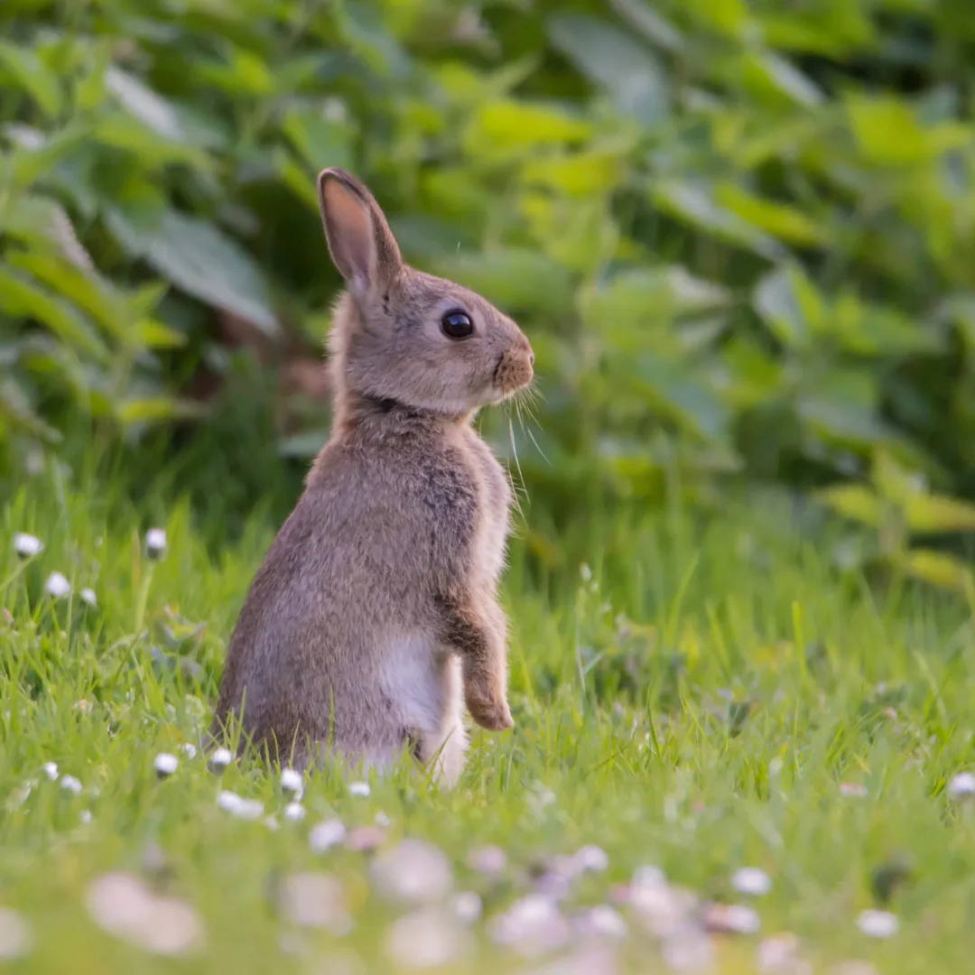 Are rabbits herbivores? Wild rabbit