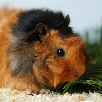 Abyssinian Guinea Pigs