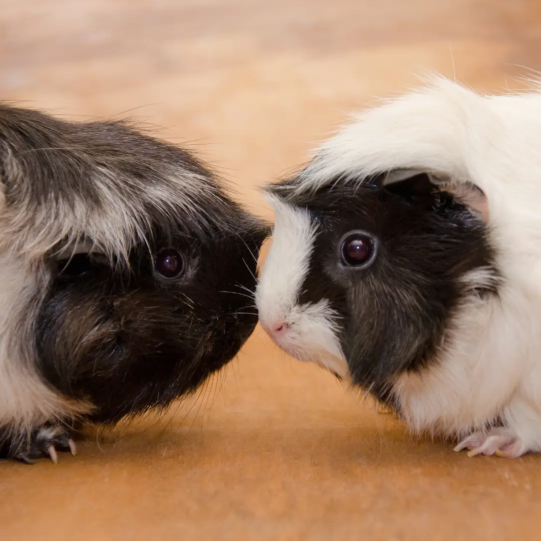 Abyssinian Guinea Pigs - Face to face