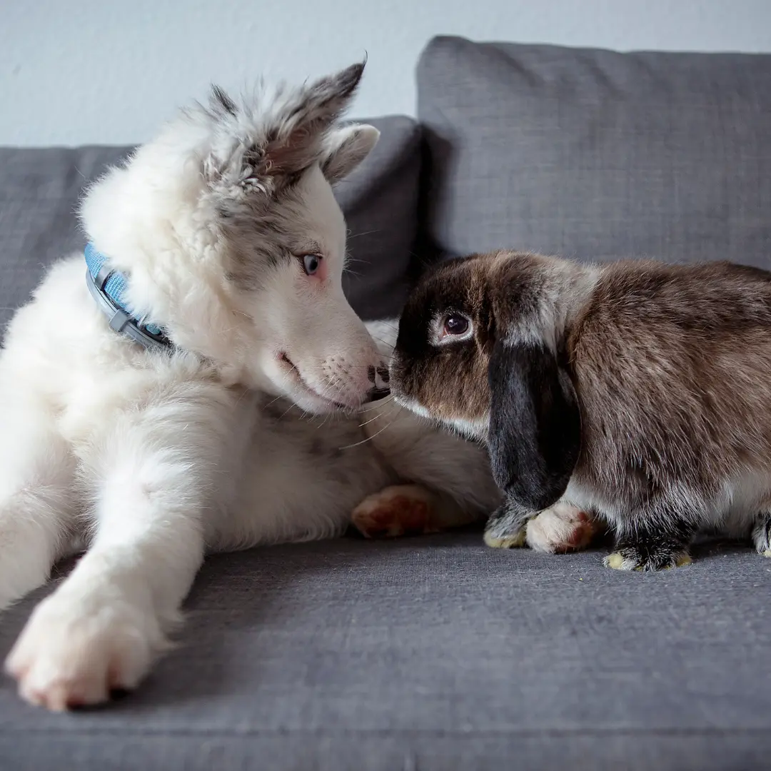 holland lop and a family dog