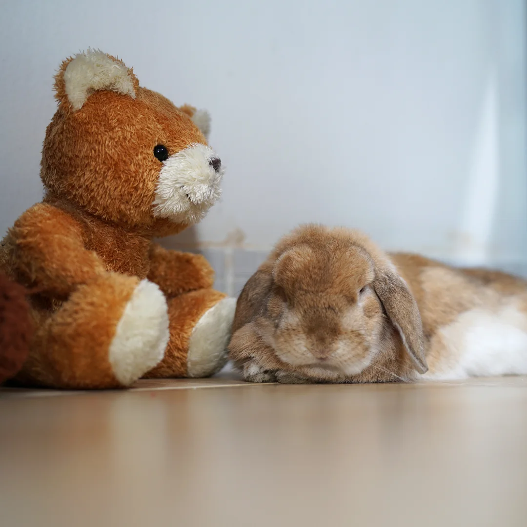 holland lop and a teddy bear