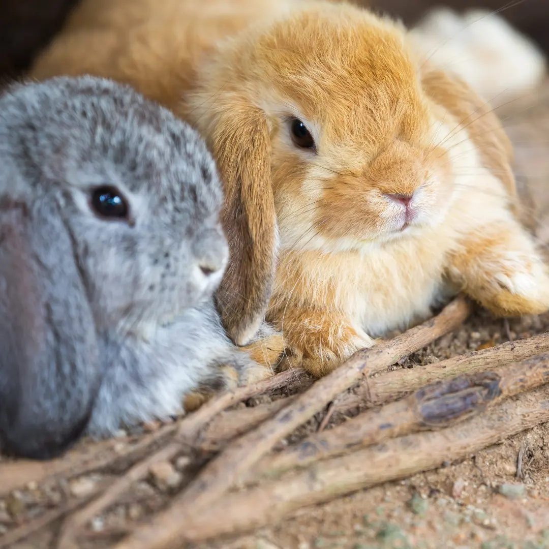 holland lop buddies