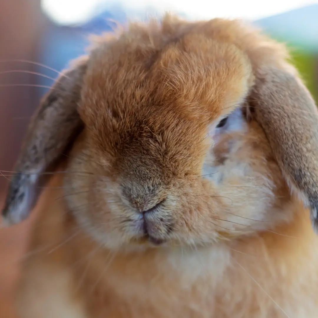 holland lop face